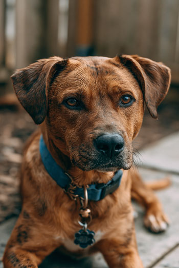 Dog bite lawyer talks about dog bite injuries in Louisville, Kentucky